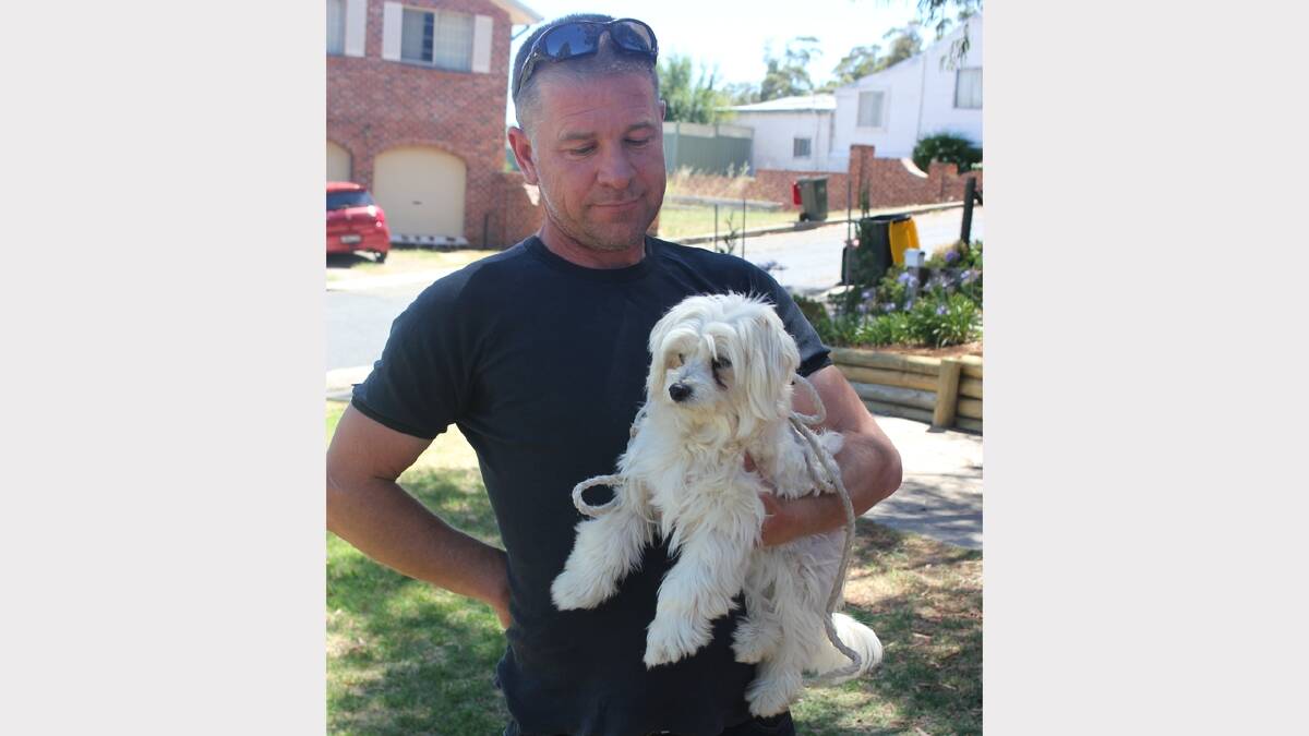  SAVIOUR: Goulburn man Paul Norfolk holding the Maltese Terrier known simply as ‘Little One’, which he found tied to a tree and abandoned in the Alison Hone Nature Reserve.