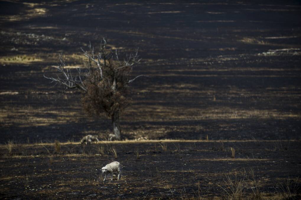 Sheep search amongst the burnt ground for food next to Burrinjuck Rd, near Yass, NSW on January 12, 2013. Photo: Rohan Thomson/The Canberra Times