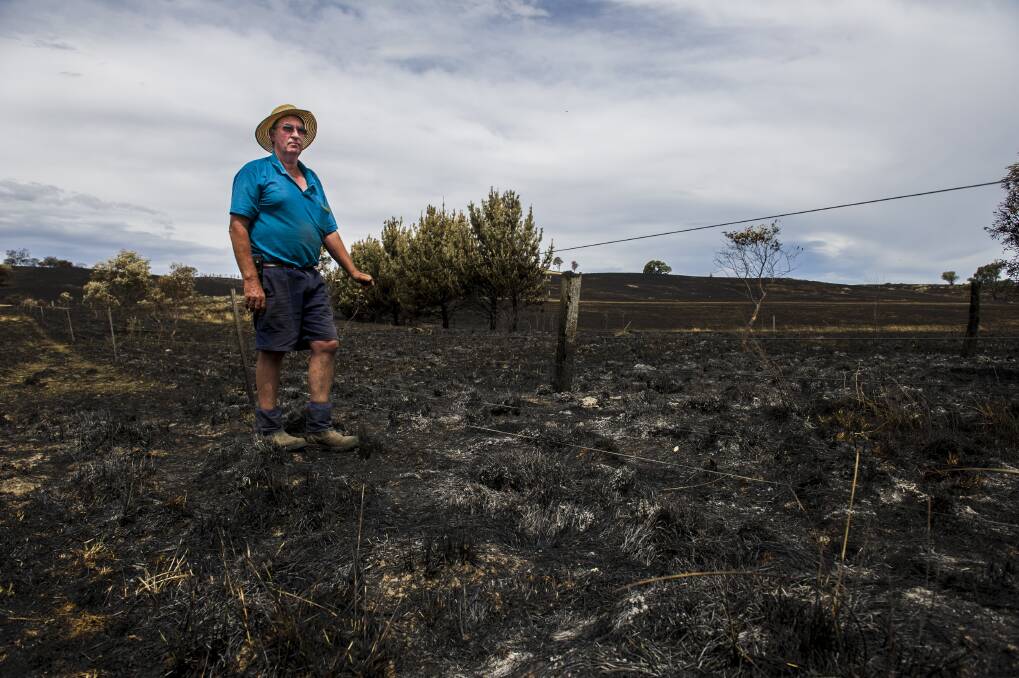 Sheep farmer, Peter Southwell, on his property near Yass where he has lost about 80% of his paddocks to bushfire on January 12, 2013. Photo: Rohan Thomson/The Canberra Times 